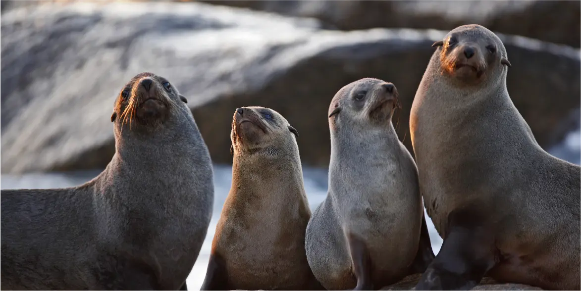 Similar But Not the Same, Here Are the Differences Between Seals, Sea Lions, and Walruses!